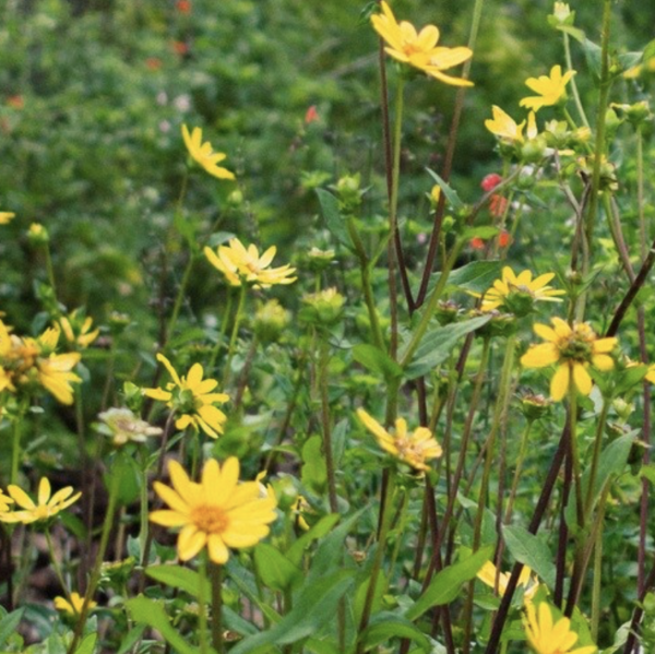 Starry Rosin Flower (Silphium astericus)